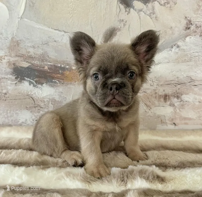 Male, Fluffy Lilac ands Tan – French Bulldog puppy for sale in Houston, TX