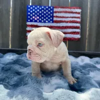 Male, Lilac Tri Merle, a male English Bulldog for sale in Houston, TX – 3 of 7