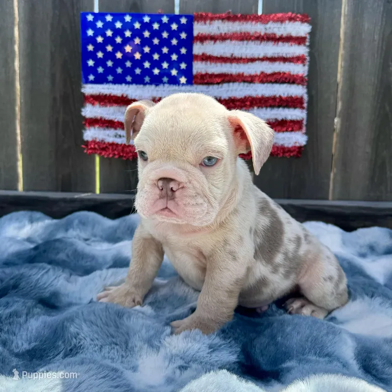 Male, Lilac Tri Merle – English Bulldog puppy for sale in Houston, TX