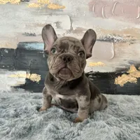 Male, Lilac Merle, a male French Bulldog for sale in Houston, TX – Photo 5 of 7