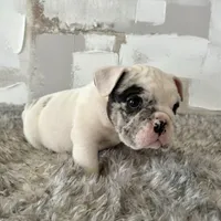 Male, Black Merle, a male English Bulldog for sale in Houston, TX – Photo 2 of 7