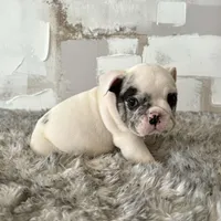 Male, Black Merle, a male English Bulldog for sale in Houston, TX – Photo 7 of 7