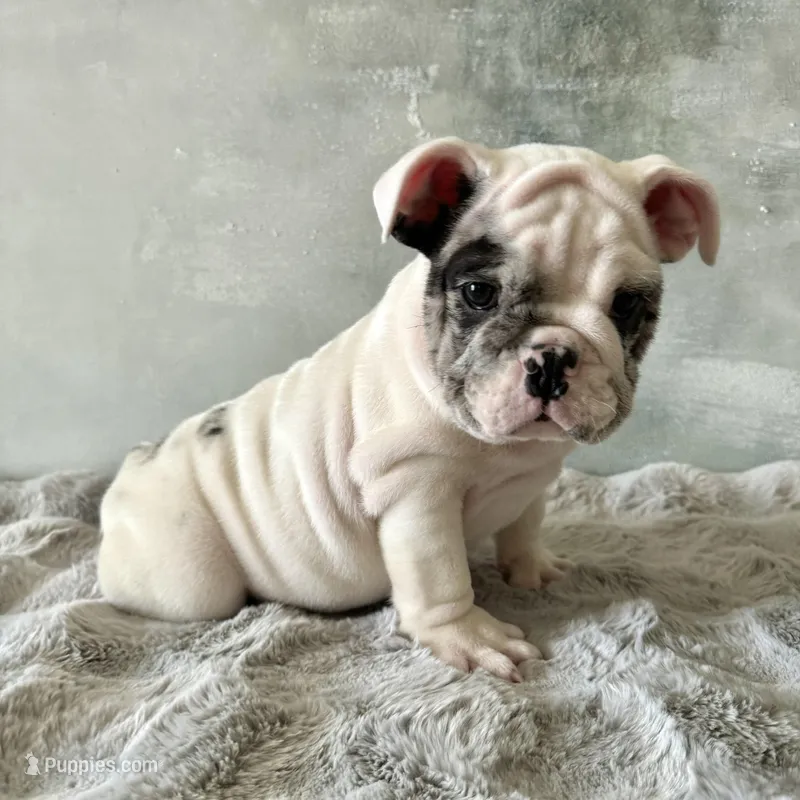 Male, Black Merle – English Bulldog puppy for sale in Houston, TX