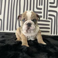 Male, Brindle, a male English Bulldog for sale in Houston, TX – 8 of 9