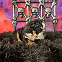 Male, Black Tri, a male English Bulldog for sale in Houston, TX – 7 of 7