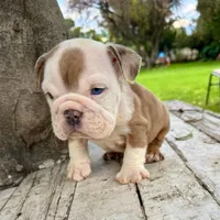 Male, Merle, a male English Bulldog for sale in Houston, TX – 2 of 8