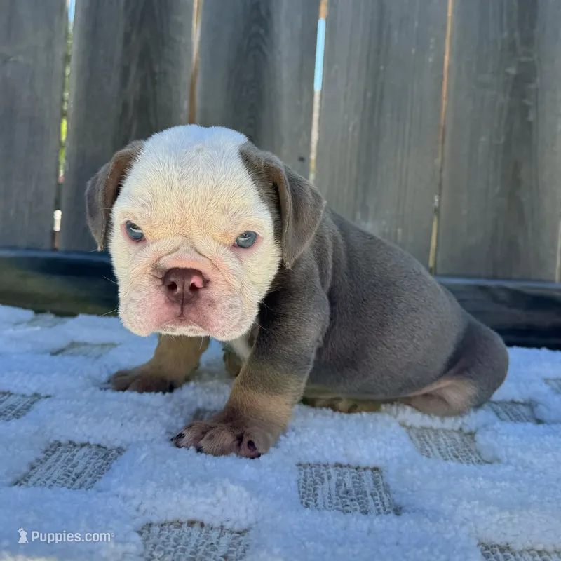 Male, Lilac Tri – English Bulldog puppy for sale in Houston, TX