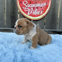 Male, Lilac and Whiteee, a male English Bulldog for sale in Houston, TX – 9 of 9
