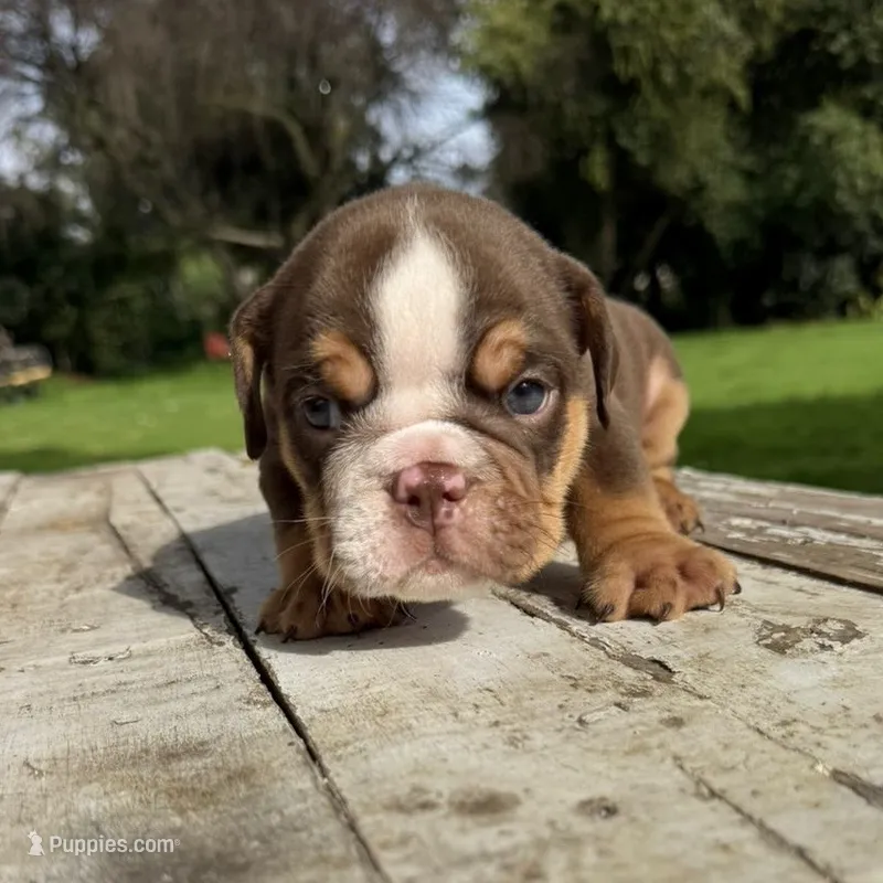 Male, Choco Tri – English Bulldog puppy for sale in Houston, TX