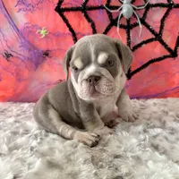 Male, Lilac Tri, a male English Bulldog for sale in Houston, TX – 4 of 9