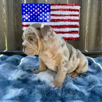 Female, Lilac Tri Merle, a female English Bulldog for sale in Houston, TX – 2 of 8