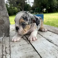 Male, Black Tri Merle, a male English Bulldog for sale in Houston, TX – 3 of 6