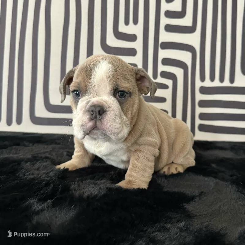 Male, Lilac Tri – English Bulldog puppy for sale in Houston, TX