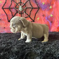 Male, Lilac and Tan, a male English Bulldog for sale in Houston, TX – 2 of 6