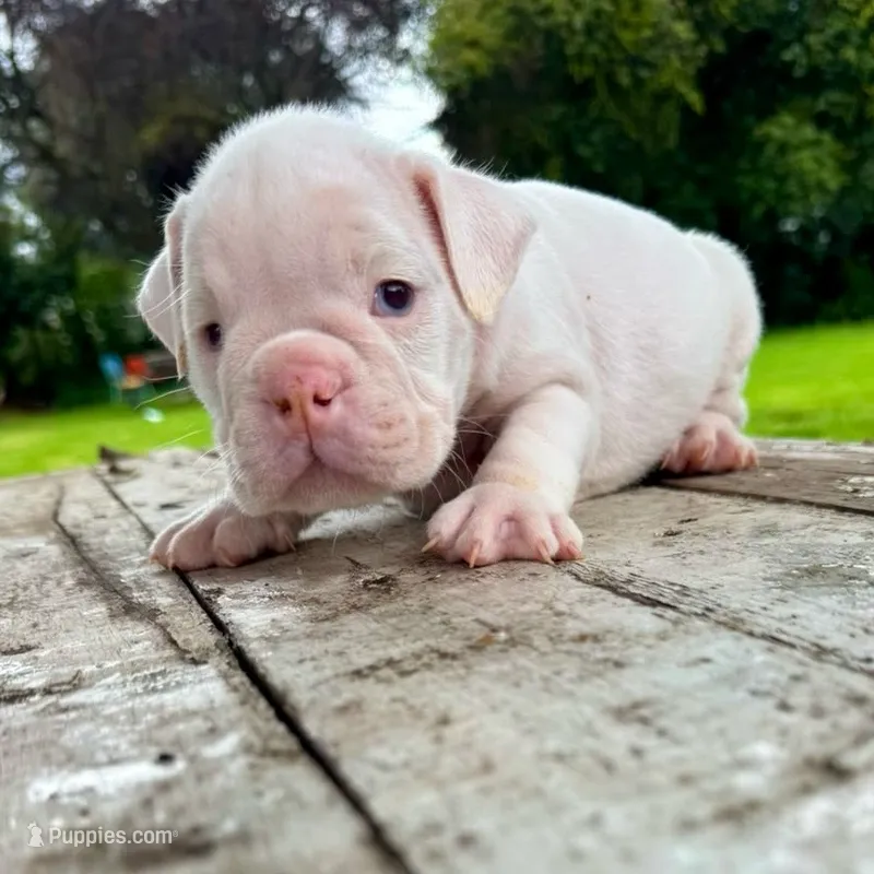 Female, White – English Bulldog puppy for sale in Houston, TX