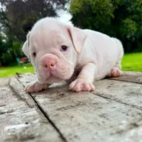 Female, White, a female English Bulldog for sale in Houston, TX – 1 of 4