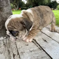 Male, Brindle, a male English Bulldog for sale in Houston, TX – 5 of 8