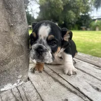 Male, Black Tri, a male English Bulldog for sale in Houston, TX – 7 of 7