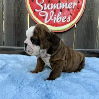 Male, Brindle, a male English Bulldog for sale in Houston, TX – 5 of 8