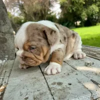 Female, Lilac Tri Merle, a female English Bulldog for sale in Houston, TX – 6 of 7