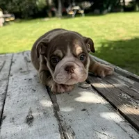 Male, Choco Tri, a male English Bulldog for sale in Houston, TX – 3 of 6
