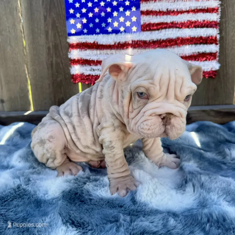Male, Velvet – English Bulldog puppy for sale in Houston, TX