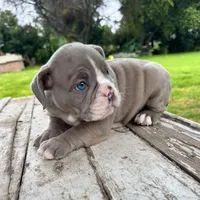 Female , Lilac tri, a female English Bulldog for sale in Houston, TX – 2 of 6