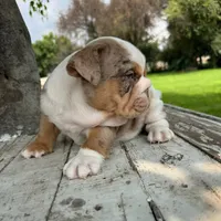 Female, Lilac Tri Merle, a female English Bulldog for sale in Houston, TX – 7 of 7
