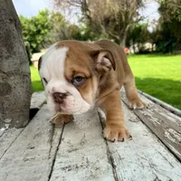 Male, Fawn and White, a male English Bulldog for sale in Houston, TX – 7 of 7
