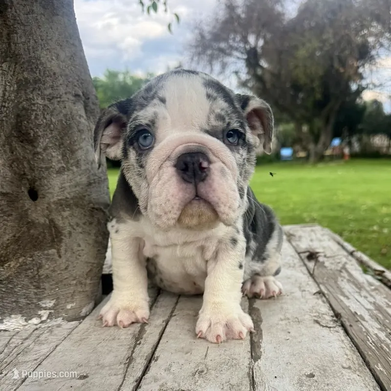 Male, Blue Tri Merle – English Bulldog puppy for sale in Houston, TX
