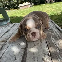 Male, Choco Tri, a male English Bulldog for sale in Houston, TX – 4 of 6