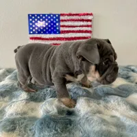 Male, Blue and Tan, a male English Bulldog for sale in Houston, TX – 6 of 6
