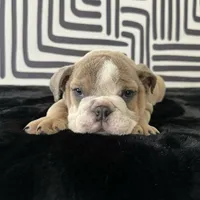 Male, Lilac Tri, a male English Bulldog for sale in Houston, TX – 5 of 8
