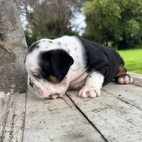 Male, Black Tri , a male English Bulldog for sale in Houston, TX – 2 of 6