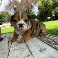 Male, Fawn Merle, a male English Bulldog for sale in Houston, TX – 4 of 5