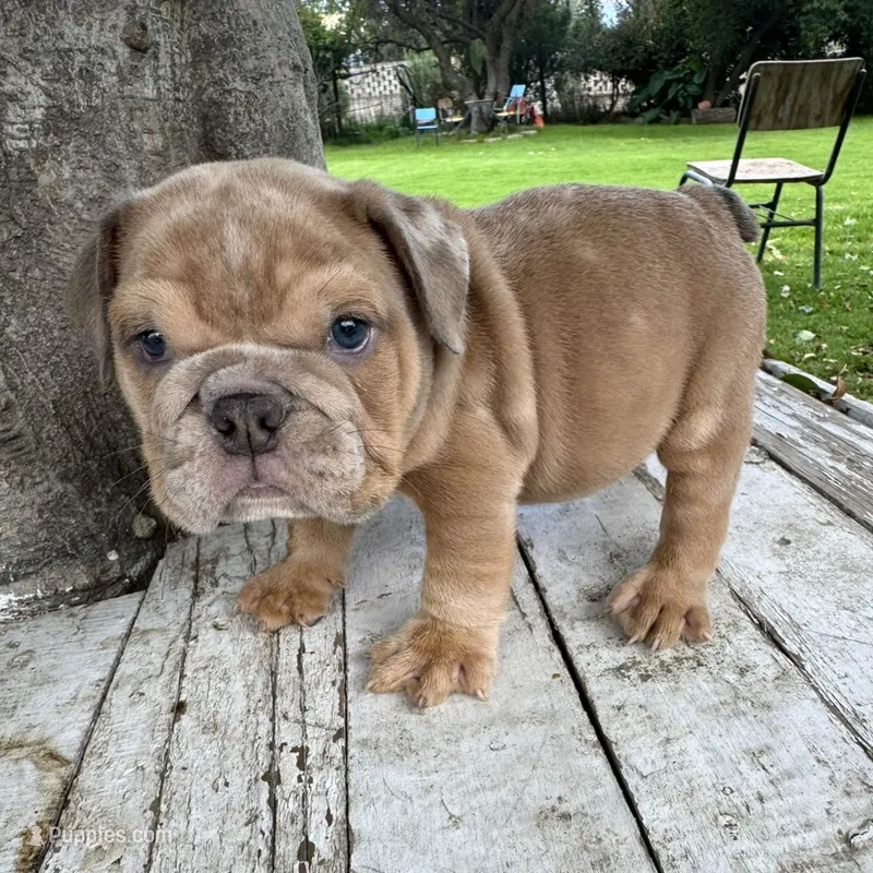 Male, Merle – English Bulldog puppy for sale in Houston, TX