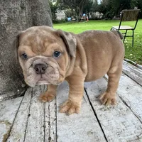 Male, Merle, a male English Bulldog for sale in Houston, TX – 1 of 7