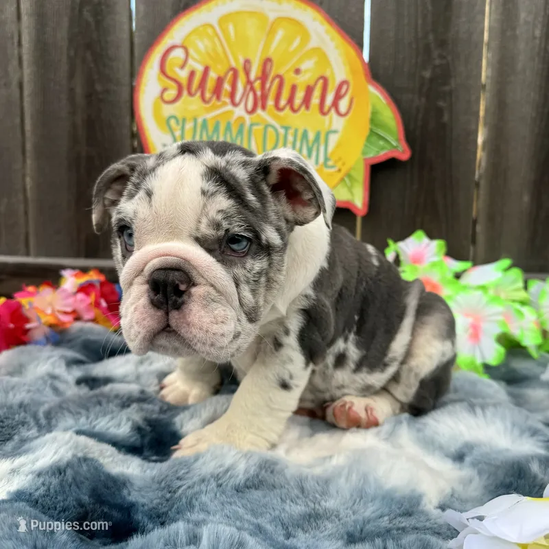 Female , Blue Tri Merle – English Bulldog puppy for sale in Houston, TX