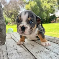 Male, Blue Tri Merle, a male English Bulldog for sale in Houston, TX – 4 of 9