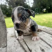 Female, Black Tri Merle, a female English Bulldog for sale in Houston, TX – 4 of 5