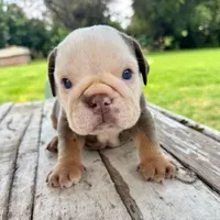 Male, Lilac Tri, a male English Bulldog for sale in Houston, TX – 7 of 10