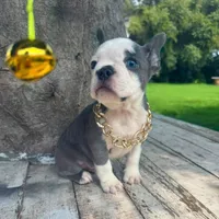 Male, Blue and White, a male French Bulldog for sale in Houston, TX – 3 of 4