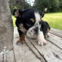 Male, Black Tri, a male English Bulldog for sale in Houston, TX – 4 of 7