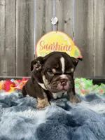 Male, Choco tri, a male English Bulldog for sale in Houston, TX – 7 of 7