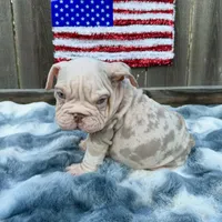 Male, Velvet, a male English Bulldog for sale in Houston, TX – 8 of 9