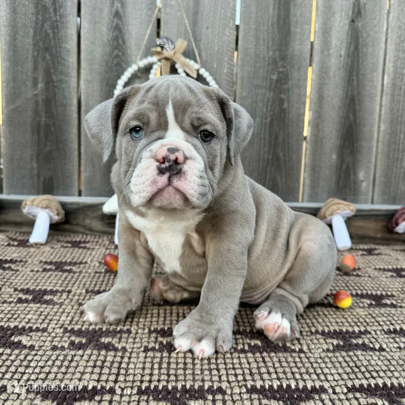 Female, lilac Tri – English Bulldog puppy for sale in Houston, TX