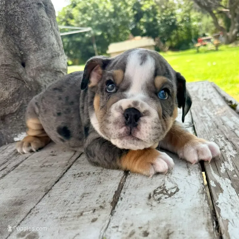 Male, Blue Tri Merle – English Bulldog puppy for sale in Houston, TX