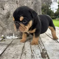 Male, Black Tri, a male English Bulldog for sale in Houston, TX – 3 of 7
