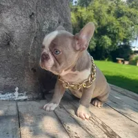 Male, Lilac and White, a male French Bulldog for sale in Houston, TX – 3 of 6