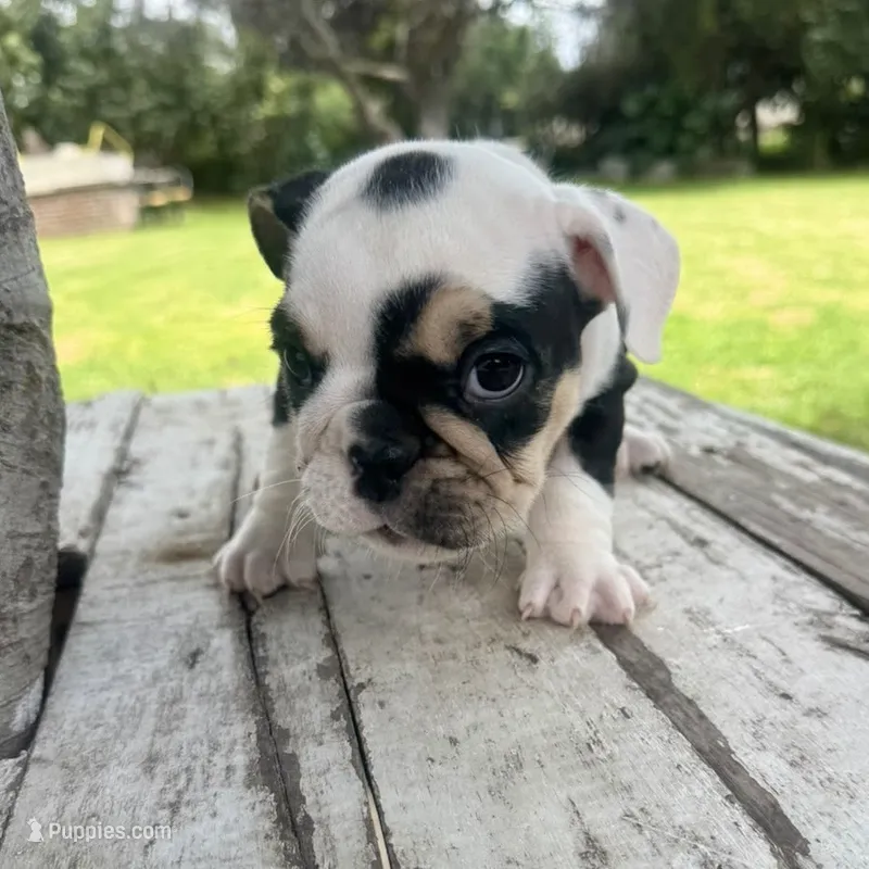 Female, Black Tri – English Bulldog puppy for sale in Houston, TX